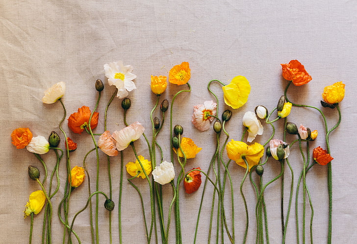çeşitli çiçekler, haşhaş, çiçekler, sulak, HD masaüstü duvar kağıdı