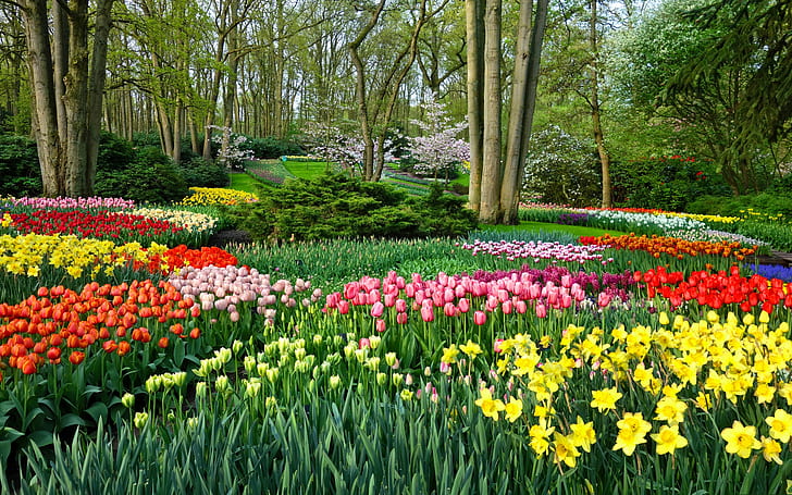 Park, garden, tulips, Netherlands, HD wallpaper