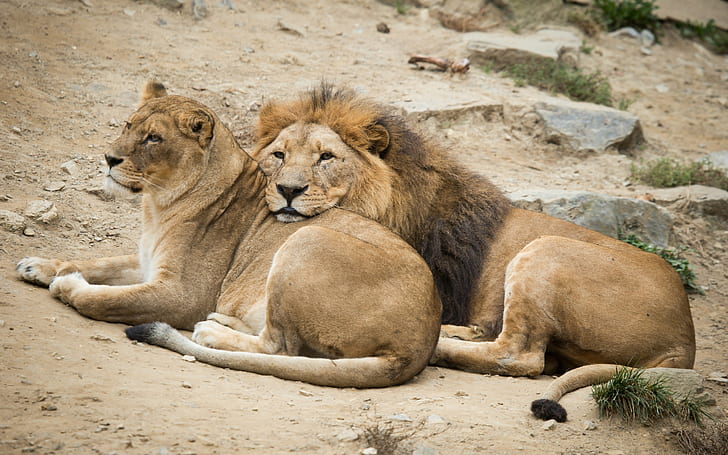 カップルライオンズ休暇、ライオンと雌ライオン、猫、雌ライオン、ライオン、ライオン、カップル、休暇、 HDデスクトップの壁紙