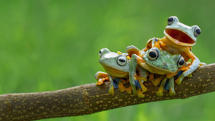 drei grün-gelbe Laubfrösche, Frosch, Amphibien, Tiere, HD-Hintergrundbild