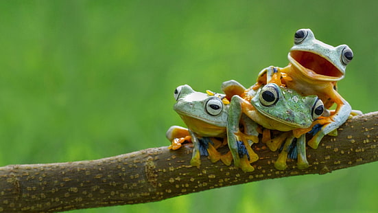 drei grün-gelbe Laubfrösche, Frosch, Amphibien, Tiere, HD-Hintergrundbild HD wallpaper