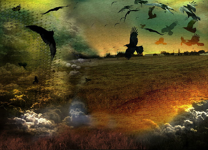 ❀.storm Of Crows.❀, resources, lovely, gothic, premade, beautiful, photoshop, field, animals, magnificent, colorful, HD wallpaper
