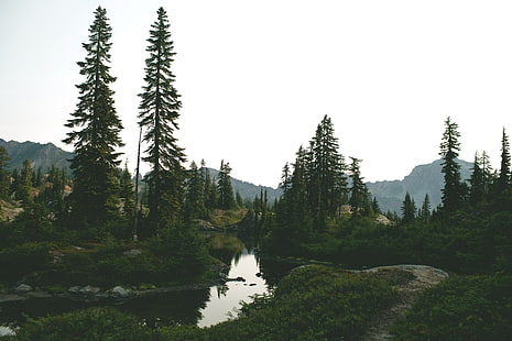 високи зелени борови дървета, горна поляна, река, лято, HD тапет HD wallpaper