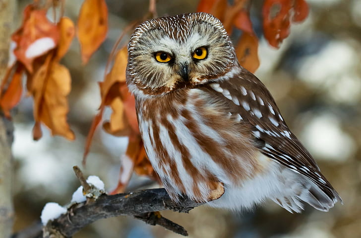 The North American boreal owl, eyes, leaves, branch, owl, bird, The North American boreal owl, boreal owl, HD wallpaper
