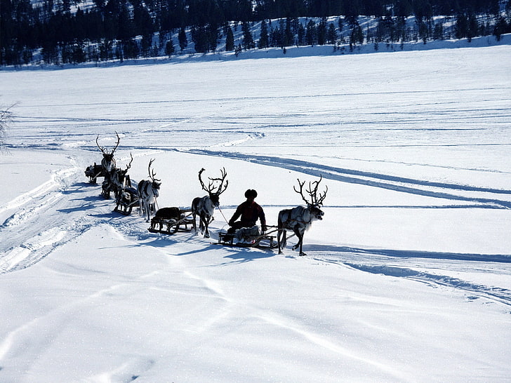 black and brown deers, snow, deer, sledge, person, transport, north pole, HD wallpaper