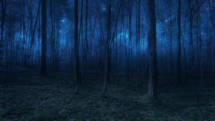 夕暮れ、森、自然、森林、森、星明かり、木、夜、星空、光、闇、暗い、 HDデスクトップの壁紙