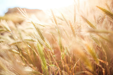 мирный, дзен, спокойствие, сельское хозяйство, поле, пшеница, HD обои HD wallpaper