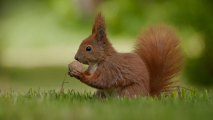 braunes Eichhörnchen, Eichhörnchen, Nüsse, Lebensmittel, Gras, HD-Hintergrundbild