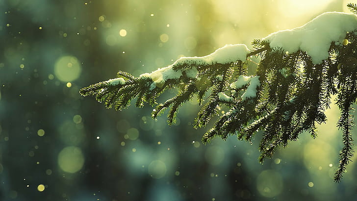 겨울, 나무, 분기, 눈 덮인 피크, 눈, HD 배경 화면