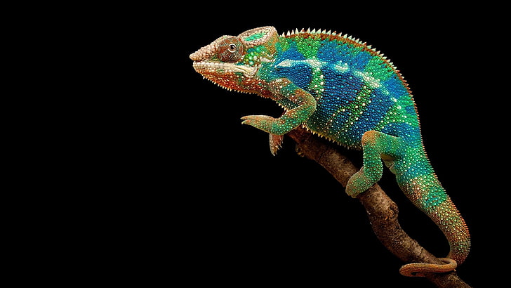 Colorful Chameleon Hd Wallpapers 7953, HD wallpaper