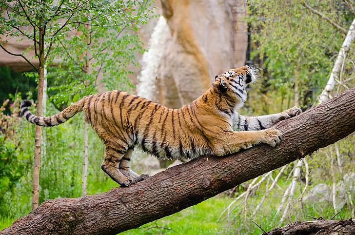 orange and white tiger, tiger, predator, tree, stretch, HD wallpaper