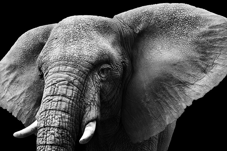 hewan, mamalia, gajah, monokrom, alam, Wallpaper HD