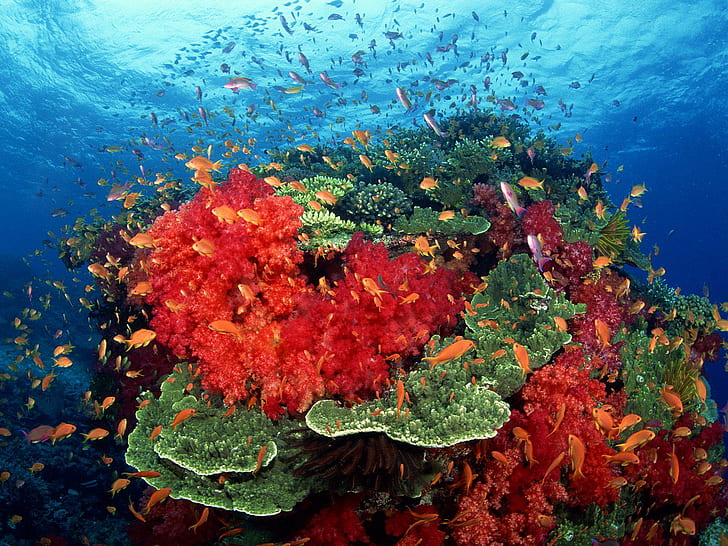 Tiere Fische Tropisch Unterwasser Riff Korallenmeer Ozean Farbe Sonnenlicht Freie Bilder, Fischschwarm neben roten und grünen Korallen, Fische, Tiere, Farbe, Koralle, Ozean, Bilder, Riff, Sonnenlicht, tropisch, Unterwasser, HD-Hintergrundbild
