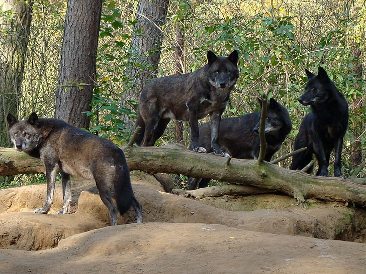 Pack Of Black Wolves In The Forest, forest, animals, black, nature, pack, wolf, wolves, HD wallpaper