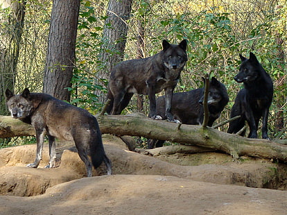 Pack Of Black Wolves In The Forest, forest, animals, black, nature, pack, wolf, wolves, HD wallpaper HD wallpaper