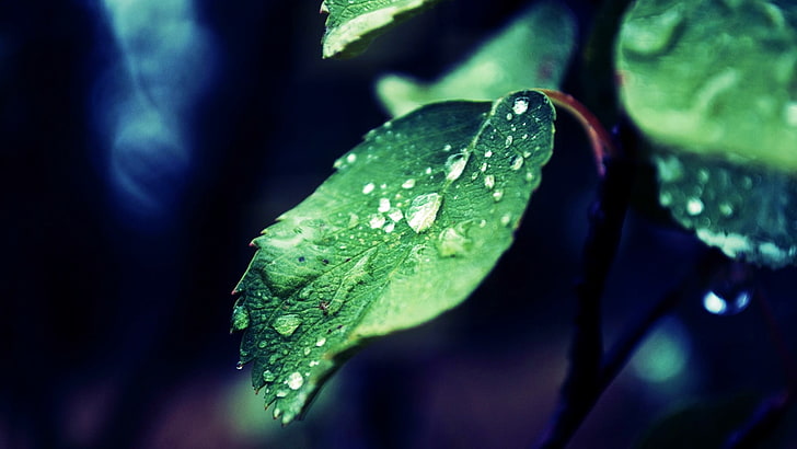 녹색 잎이 식물, 자연, 잎, 물, 물방울, HD 배경 화면