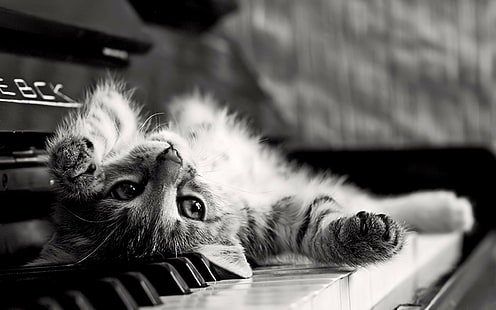 cat, kittens, upside down, animals, monochrome, piano, HD wallpaper HD wallpaper