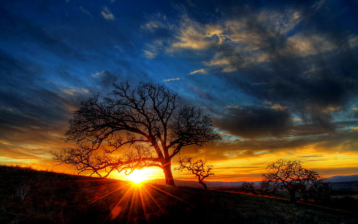 Sunset tree, sunset view, tree, sky, clouds, sunset, HD wallpaper