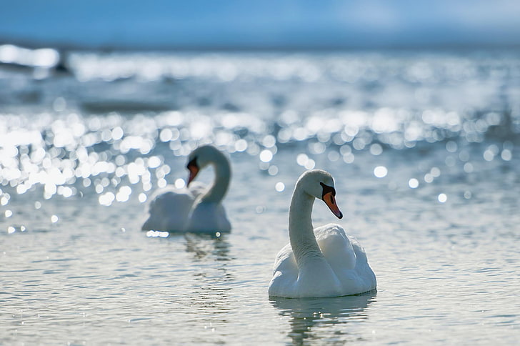 dois cisnes brancos, cisnes, casal, nadar, pássaros, graça, devoção, mar, rio, lago, luz, brilhar, HD papel de parede