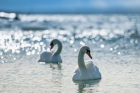 deux cygnes blancs, couple, nager, oiseaux, grâce, dévotion, mer, rivière, lac, lumière, briller, Fond d'écran HD HD wallpaper