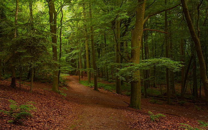 green forest, pathway in forest, nature, landscape, forest, leaves, summer, trees, path, morning, HD wallpaper