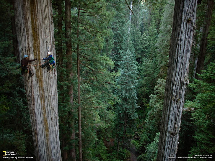 redwood trees Nature Trees HD Art , redwood trees, HD wallpaper