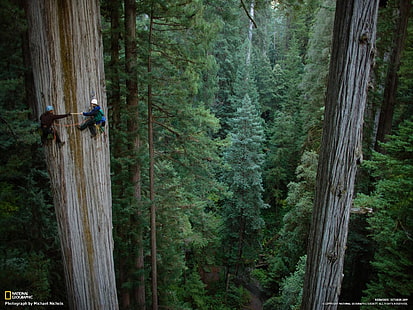 pohon redwood Nature Trees HD Art, pohon redwood, Wallpaper HD HD wallpaper