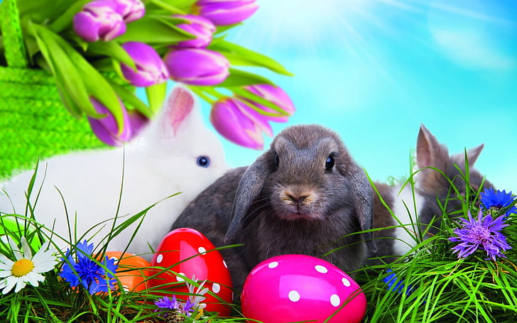 tw gray and white rabbits, easter, eggs, colorful, rabbits, grass, HD wallpaper