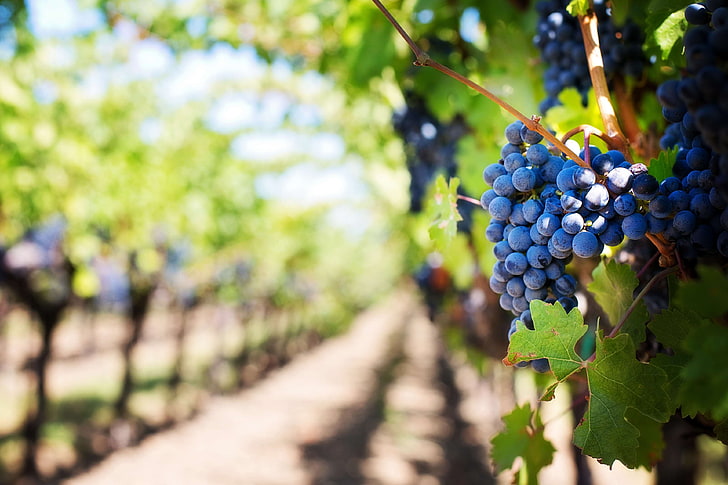 agriculture, farm, farming, grapes, grapevines, napa valley, napa vineyard, purple grapes, vine, vineyard, violet, wine grapes, HD wallpaper