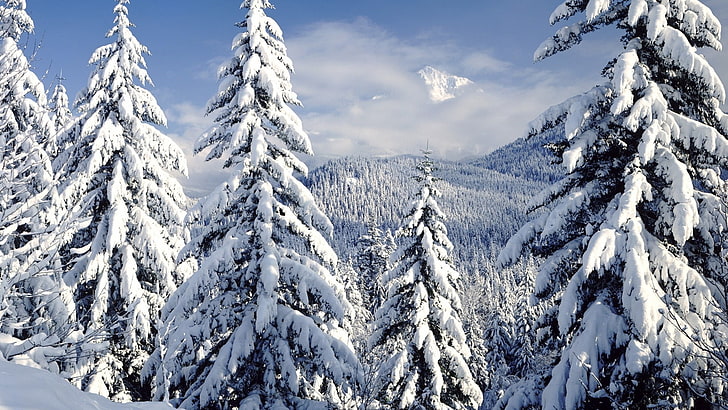 árboles verdes, naturaleza, invierno, nieve, escarcha, pinos, pico nevado, Fondo de pantalla HD