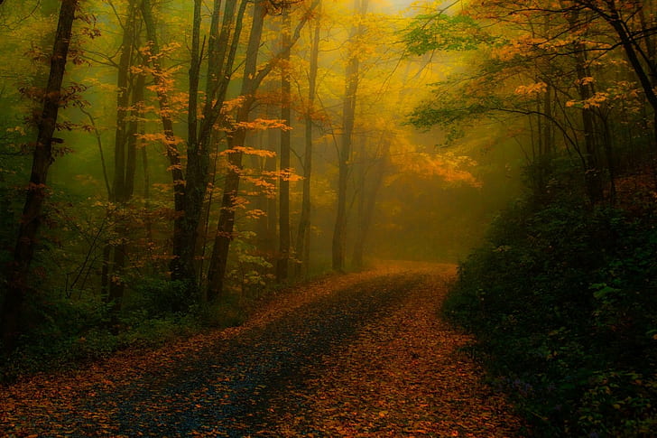 природа, пейзаж, осень, листья, лес, дорога, туман, солнечный свет, деревья, атмосфера, путь, HD обои