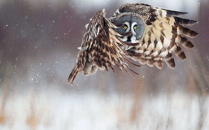Snow Owl Birds HD, djur, snö, fåglar, uggla, HD tapet