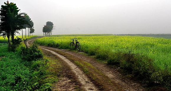 road between green grass field, Country Roads, take me home, road between, green grass, grass field, village, cycle, rural, bengal, ngc, india, nature, rural Scene, agriculture, field, outdoors, farm, tree, landscape, HD wallpaper HD wallpaper