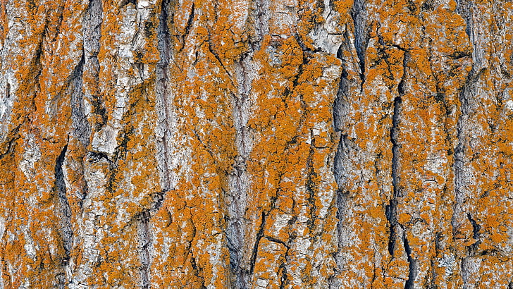 alam, pohon, permukaan kayu, kayu, pola, kulit kayu, tekstur, Wallpaper HD