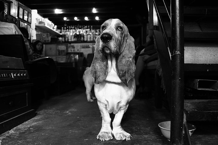 animal, animal portrait, basset, black and white, caf, coffee, dog, ears, eyes, friend, hound, look, patience, proud, serious, HD wallpaper
