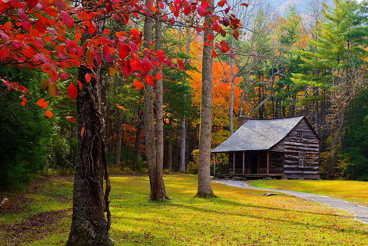 capannone di legno marrone, autunno, alberi, bosco, murario, erba, Sfondo HD