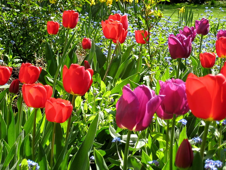 Tulipany, kwiaty, słońce, nastrój, uroda, Tapety HD