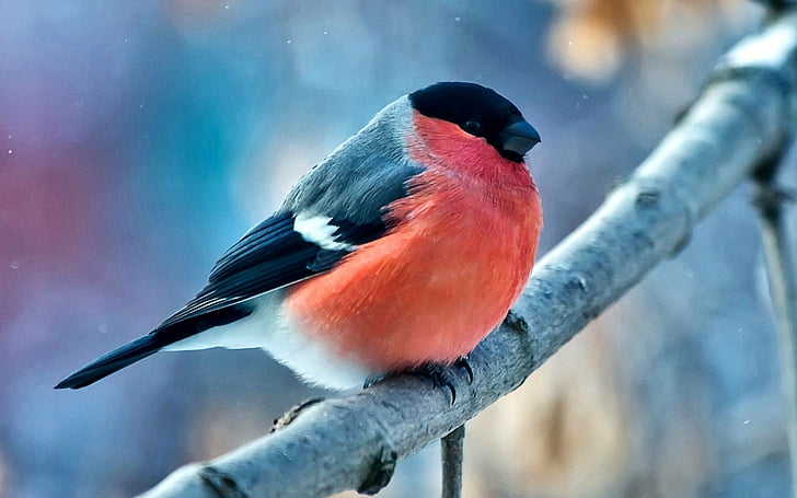Birds, Bullfinch, Animal, Bird, Branch, Winter, HD wallpaper