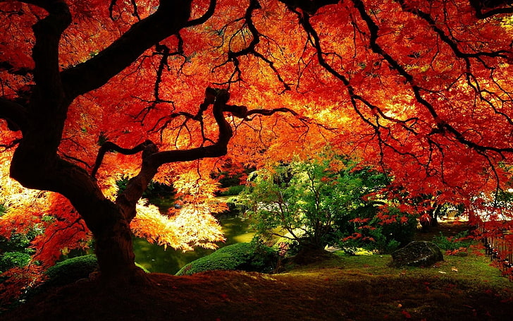 ต้นเมเปิ้ล, ต้นไม้, แม่น้ำ, ฤดูใบไม้ร่วง, ธรรมชาติ, สีแดง, วอลล์เปเปอร์ HD