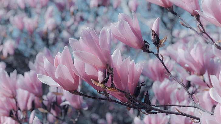 magnolia, växter, färgglada, HD tapet