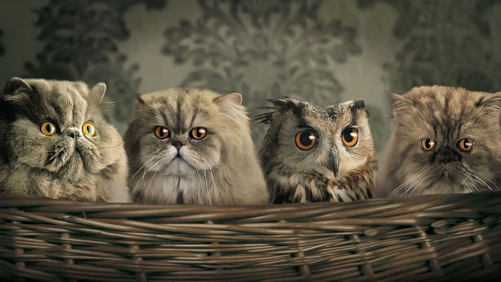 cat, owl, HD wallpaper