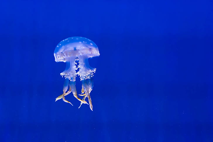 aquarium, blue, color, deep, jellyfish, marine life, ocean, outdoors, sea, sealife, swimming, turquoise, underwater, water, HD wallpaper