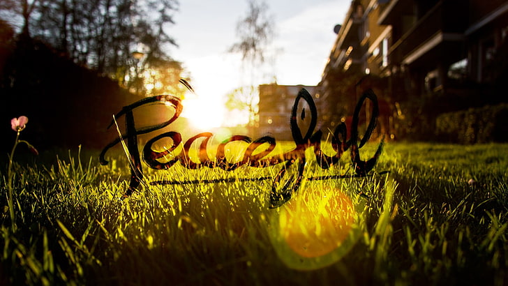 peaceful, grass, Sun, blurred, HD wallpaper