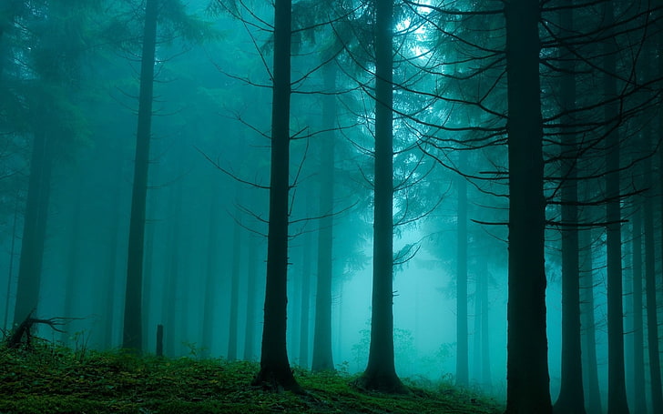 pine trees, forest, mist, nature, turquoise, trees, HD wallpaper