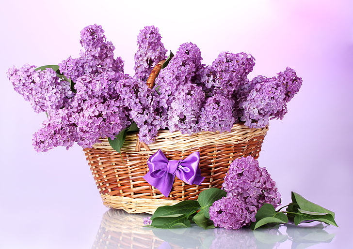 purple cluster petaled flowers, purple, leaves, flowers, branches, basket, spring, bow, lilac, HD wallpaper