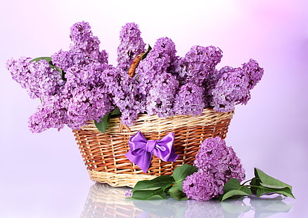 purple cluster petaled flowers, purple, leaves, flowers, branches, basket, spring, bow, lilac, HD wallpaper HD wallpaper