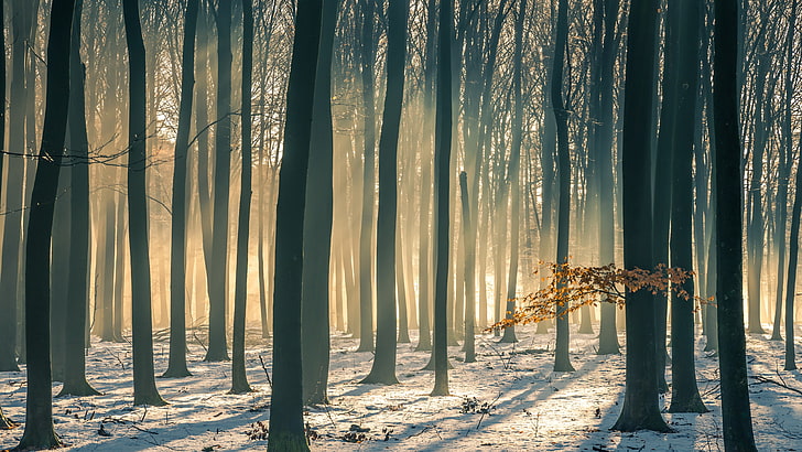 winter, beech forest, beech tree, snow, forest, beech, woodland, light, sunlight, wood, grove, HD wallpaper