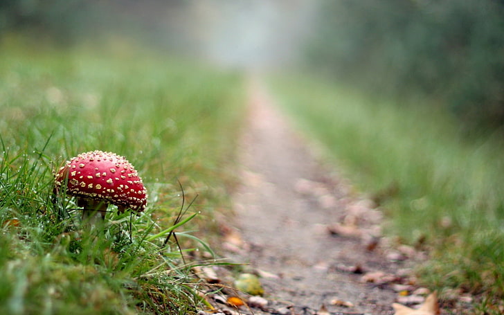 jamur merah, terbang agaric, jamur, jalan setapak, rumput, Wallpaper HD