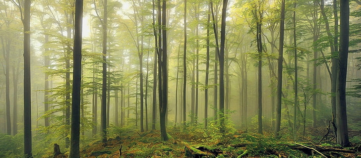 четири черни метални рамки за легло, природа, пейзаж, зелено, гора, мъгла, сутрин, дневна светлина, мъх, дървета, Германия, HD тапет
