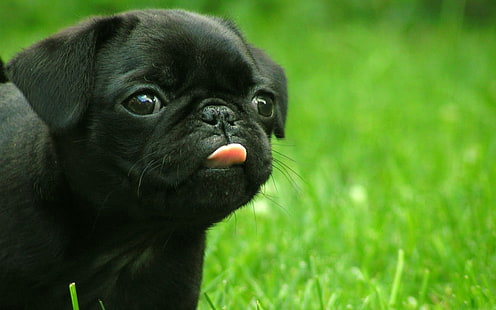 cucciolo di carlino nero, cucciolo, museruola, lingua, erba, Sfondo HD HD wallpaper